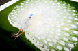 Close-up detail of a white peacock's fanned tail feathers on an archival giclée fine art print